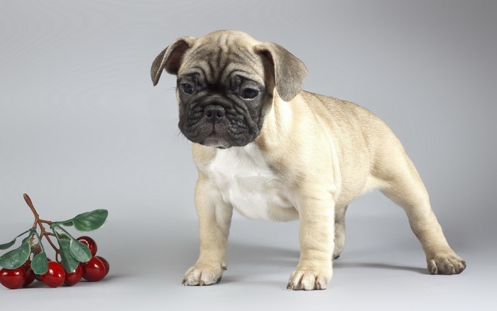 French Bulldog puppy with cherries on gray background