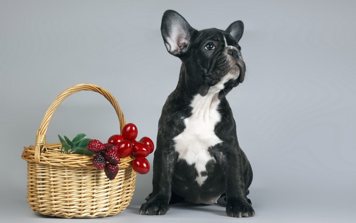 French Bulldog puppy with a basket of berries