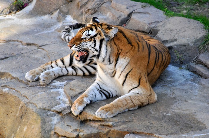 Tiger roaring on rocks