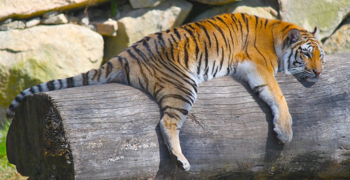 Tiger resting on a log