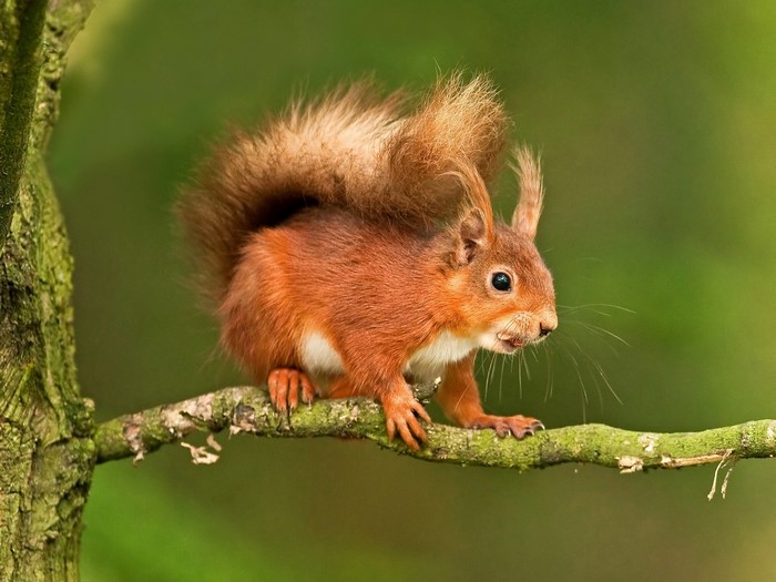 Red squirrel perched on a mossy branch