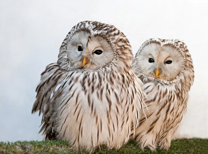 Two Ural owls sitting on grass