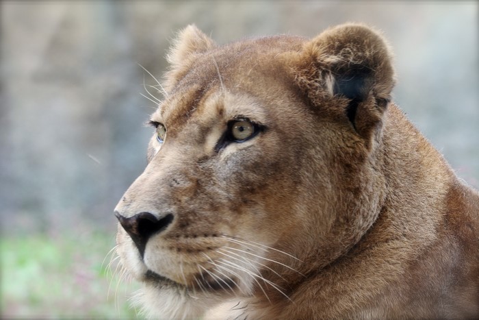 Lioness looking to the left