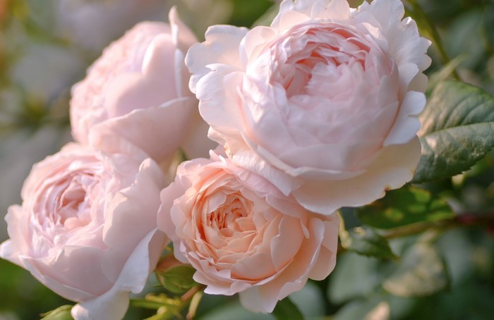 Close-up of delicate pink roses