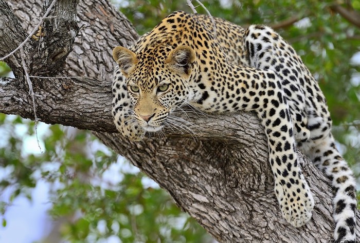 Leopard resting on a tree trunk