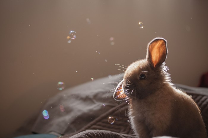 A baby rabbit with bubbles