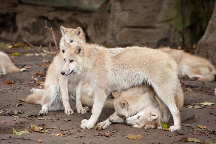 Several white wolves resting on the ground