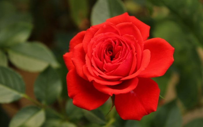 Close-up of a vibrant red rose
