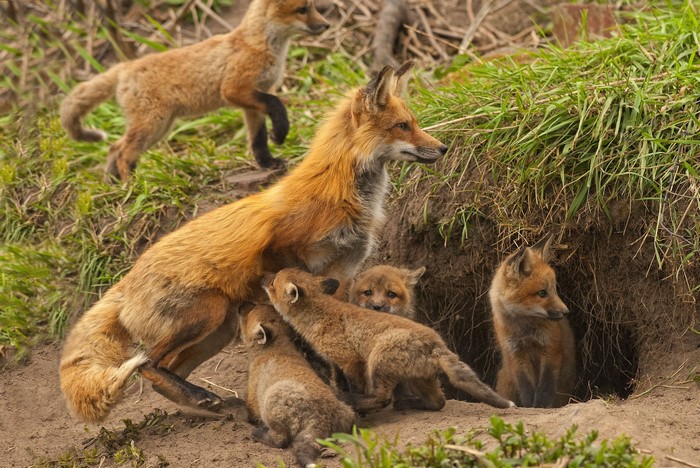 Mother Fox with her kits near a den