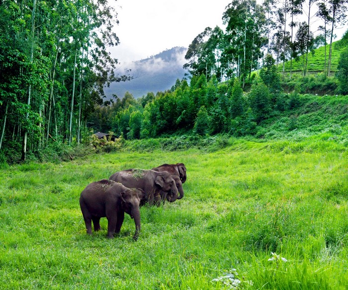 Elephants grazing in a grassy field with trees and mountains