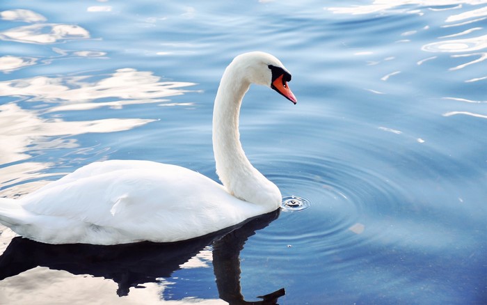White swan swimming in blue water
