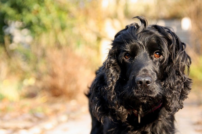 Black Cocker Spaniel dog looking at the camera