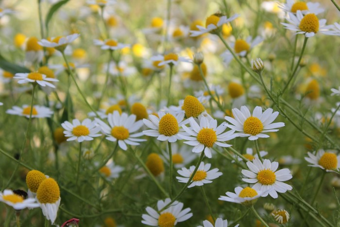 Field of Chamomile Flowers