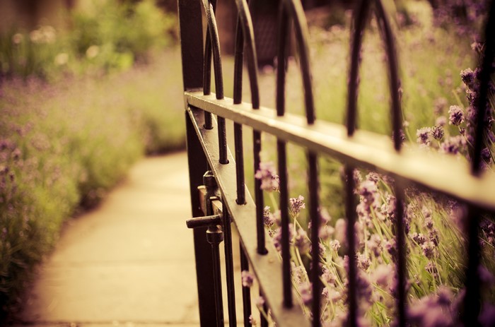 Open gate with lavender and pathway