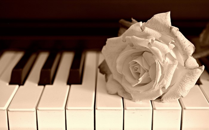 White rose on piano keys