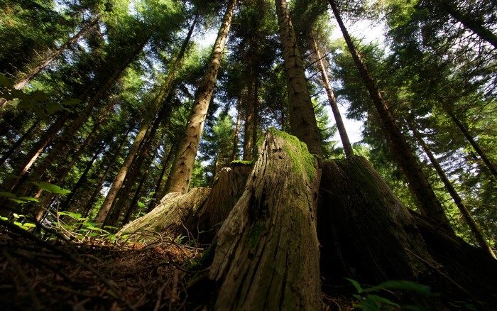 Forest with tall trees and a moss-covered tree stump