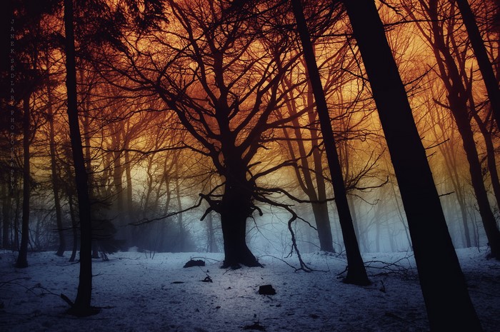 4K Forest with Snow and Bare Trees
