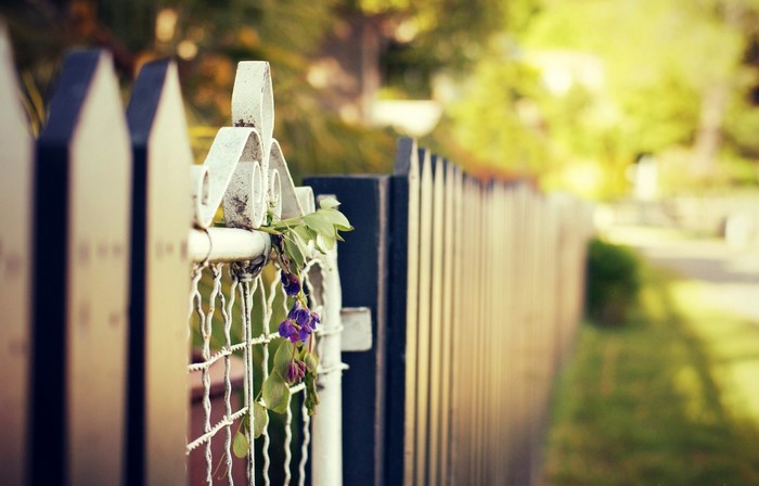 Closeup of a white picket fence with purple flowers