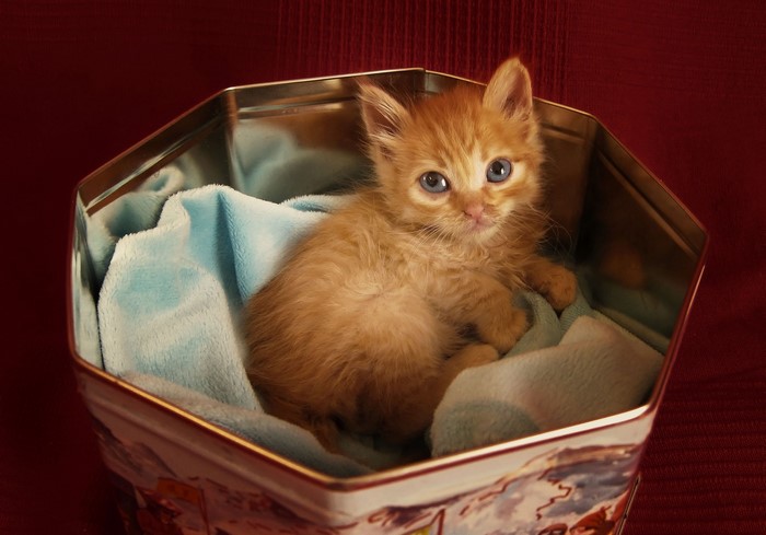 Orange kitten sitting in a tin box