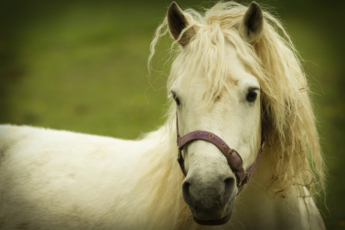 White horse with a purple halter in a field