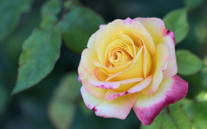 Yellow and pink rose in bloom