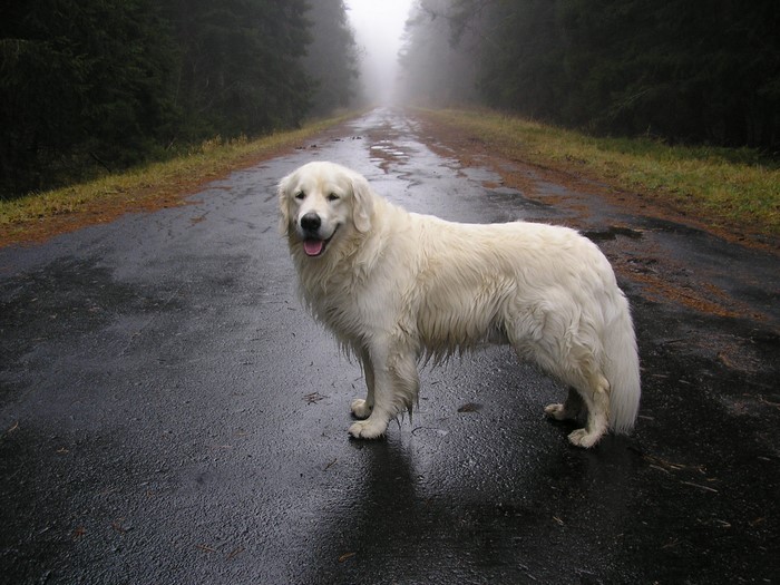 White dog on a wet road in a foggy forest