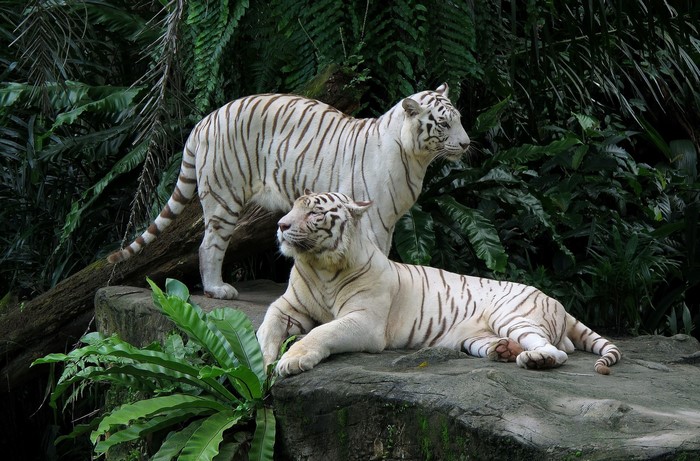 Two white tigers in a jungle setting