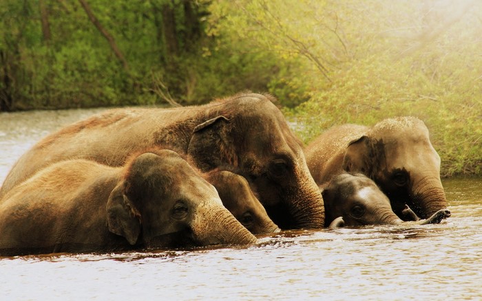 A herd of elephants bathing in a river