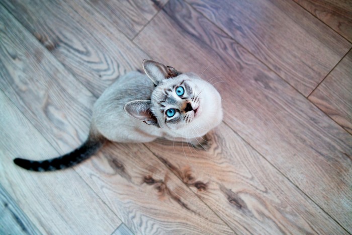 Siamese cat with blue eyes sitting on a wooden floor