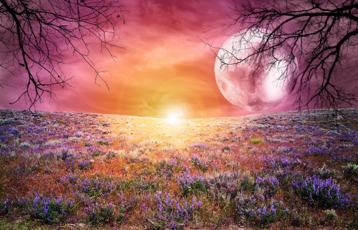 Surreal landscape with moon and sunset over a field of flowers