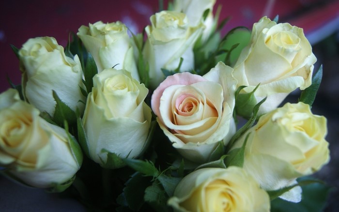 Bouquet of white and pink roses