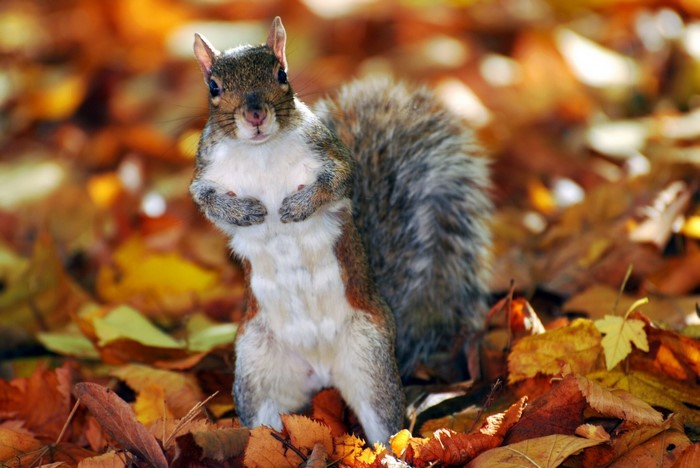 Squirrel standing on autumn leaves