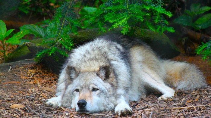 Wolf lying down in forest