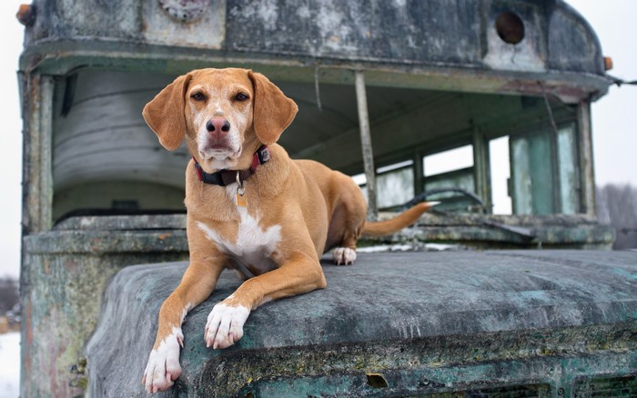 Brown dog lying on an abandoned bus