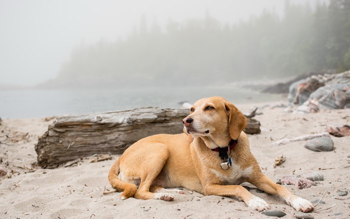 Dog lying on a sandy beach near a foggy lake
