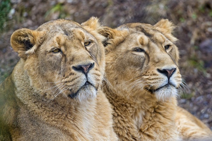 Two lions looking to the side