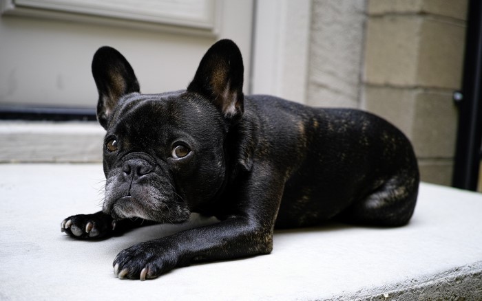 Black French Bulldog lying on a step