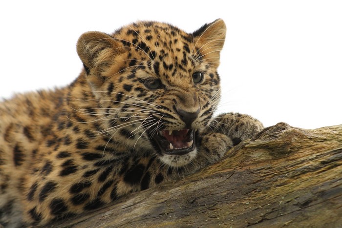 Leopard cub snarling on a log