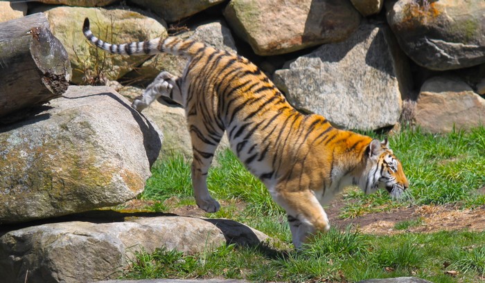 Tiger jumping over rocks in a zoo enclosure