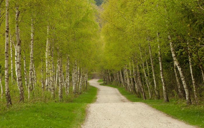 A winding gravel road through a birch forest