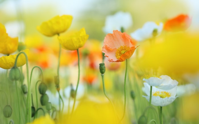 Field of colorful poppies in soft focus