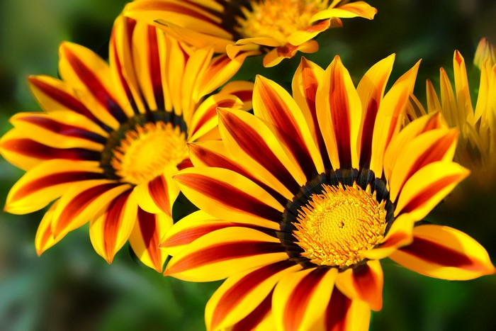 Close-up of striped yellow and red Gazania flowers