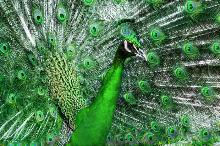 Green peacock displaying its fanned tail feathers