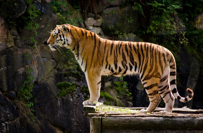 Tiger standing on wooden platform