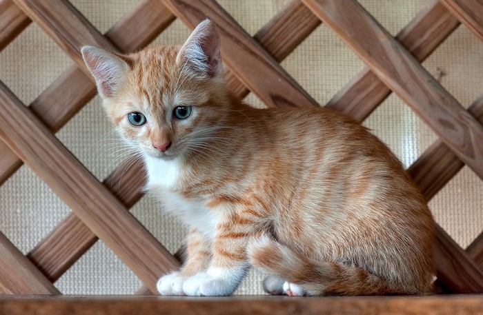 Orange tabby kitten sitting on a wooden shelf