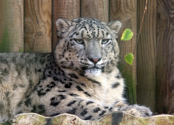 Snow leopard looking at the camera