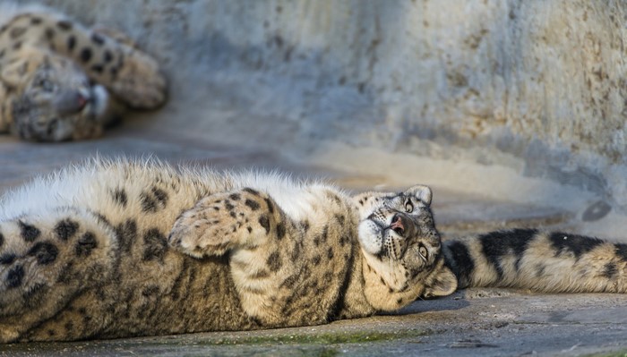 Two snow leopards resting on the ground