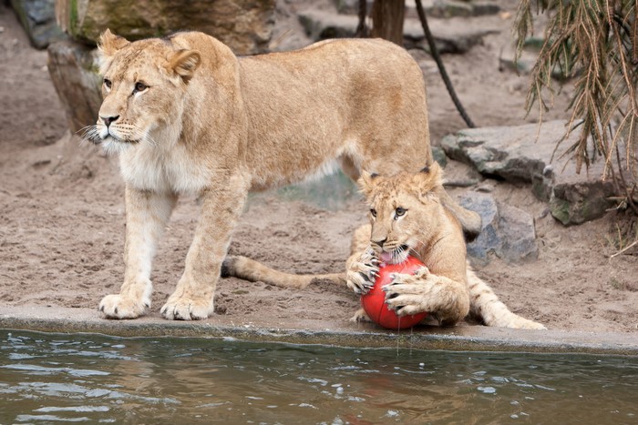 Lioness and cub playing with a ball