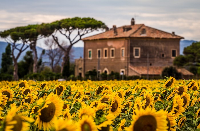 Field of Sunflowers with a House and Trees