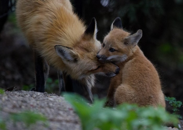Mother and baby fox in forest